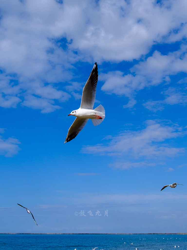 浩瀚缥缈,湖边就像海边一样,湖水像海水一样蔚蓝,还有成群的水鸟在