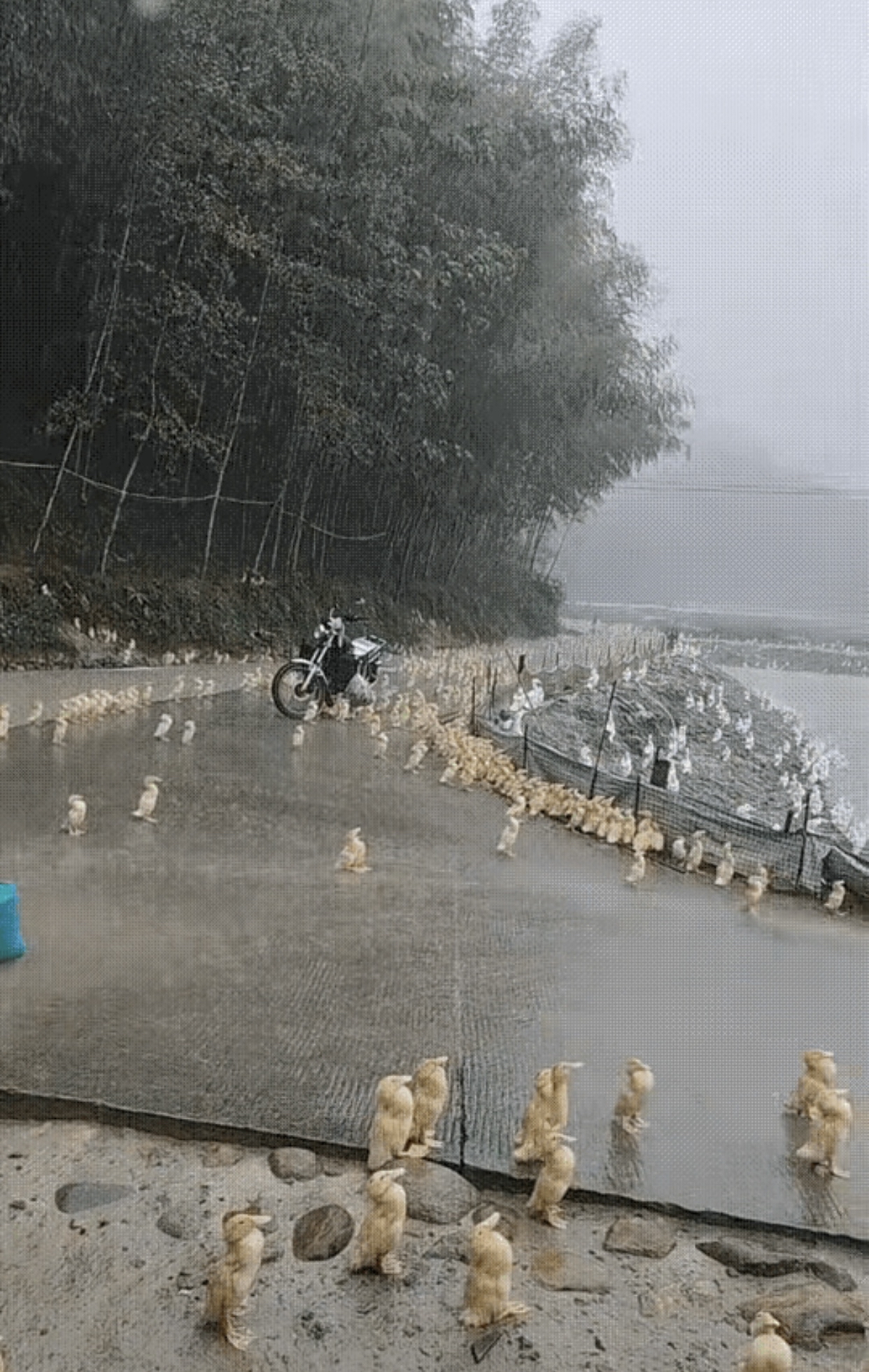 土番鸭图片 淋雨图片