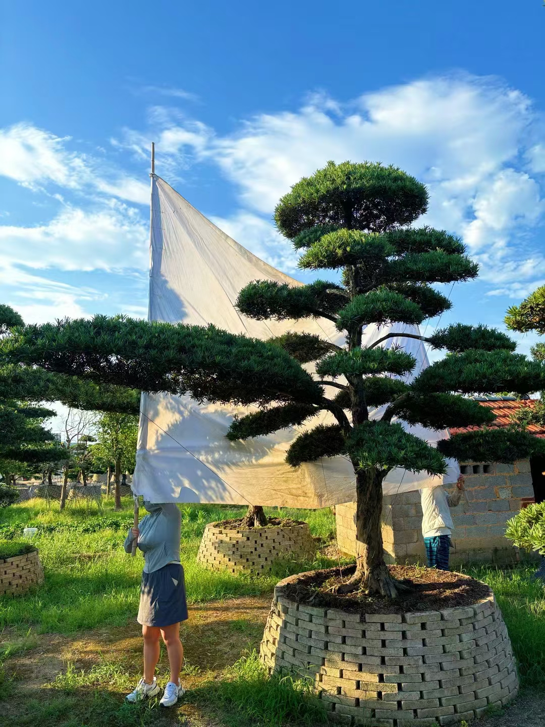 精品庭院景观罗汉松