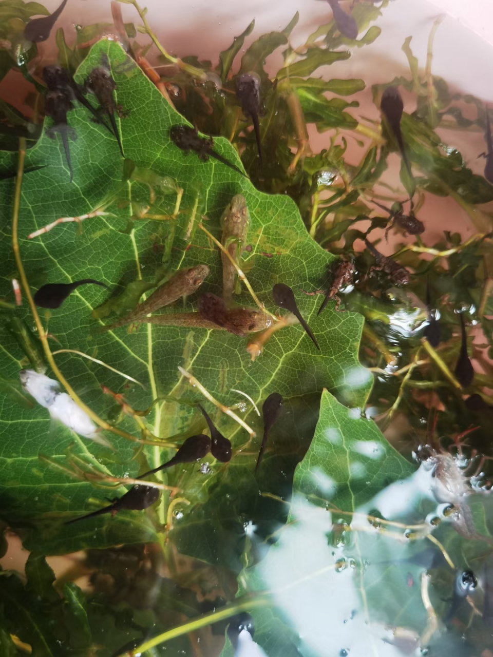 小蝌蚪找妈妈  要个几个星期小蝌蚪,都长腿了.