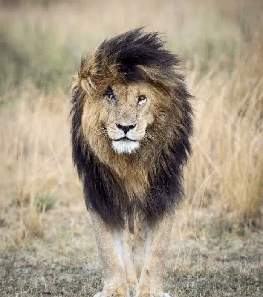 狮王刀疤:狮群称王达9年,同时控制5个狮群,一生为王,终得善终