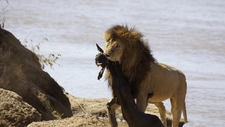 狮王刀疤:狮群称王达9年,同时控制5个狮群,一生为王,终得善终