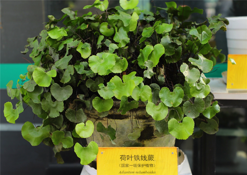 中国特有的"植物界大熊猫",长在崖壁上,茎如铁丝,叶似铜钱