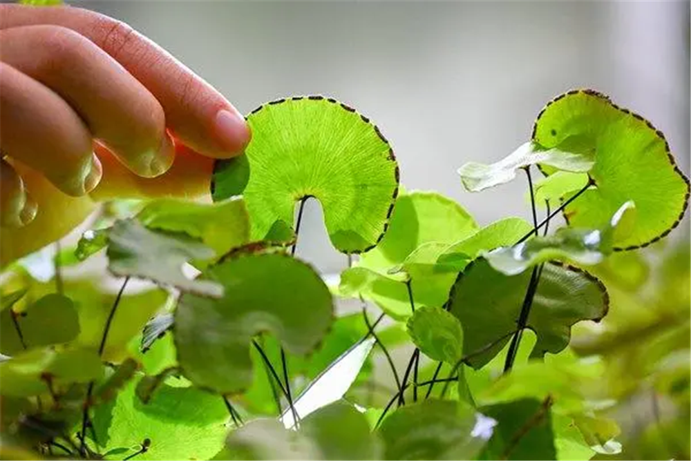 中国特有的"植物界大熊猫",长在崖壁上,茎如铁丝,叶似铜钱