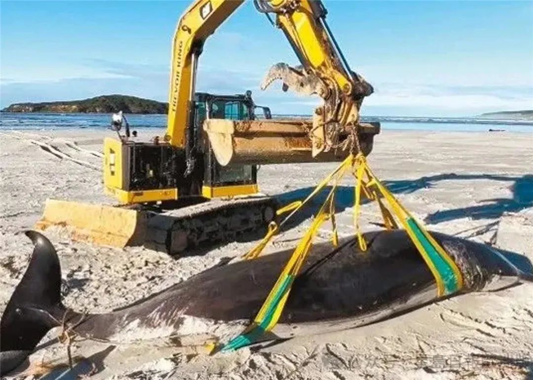 新西兰发现铲齿中喙鲸,长达5米,全世界只出现过6条