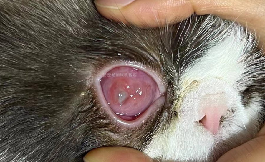 (北京病例)扁脸猫角膜腐骨,角膜坏死滴药后脱落