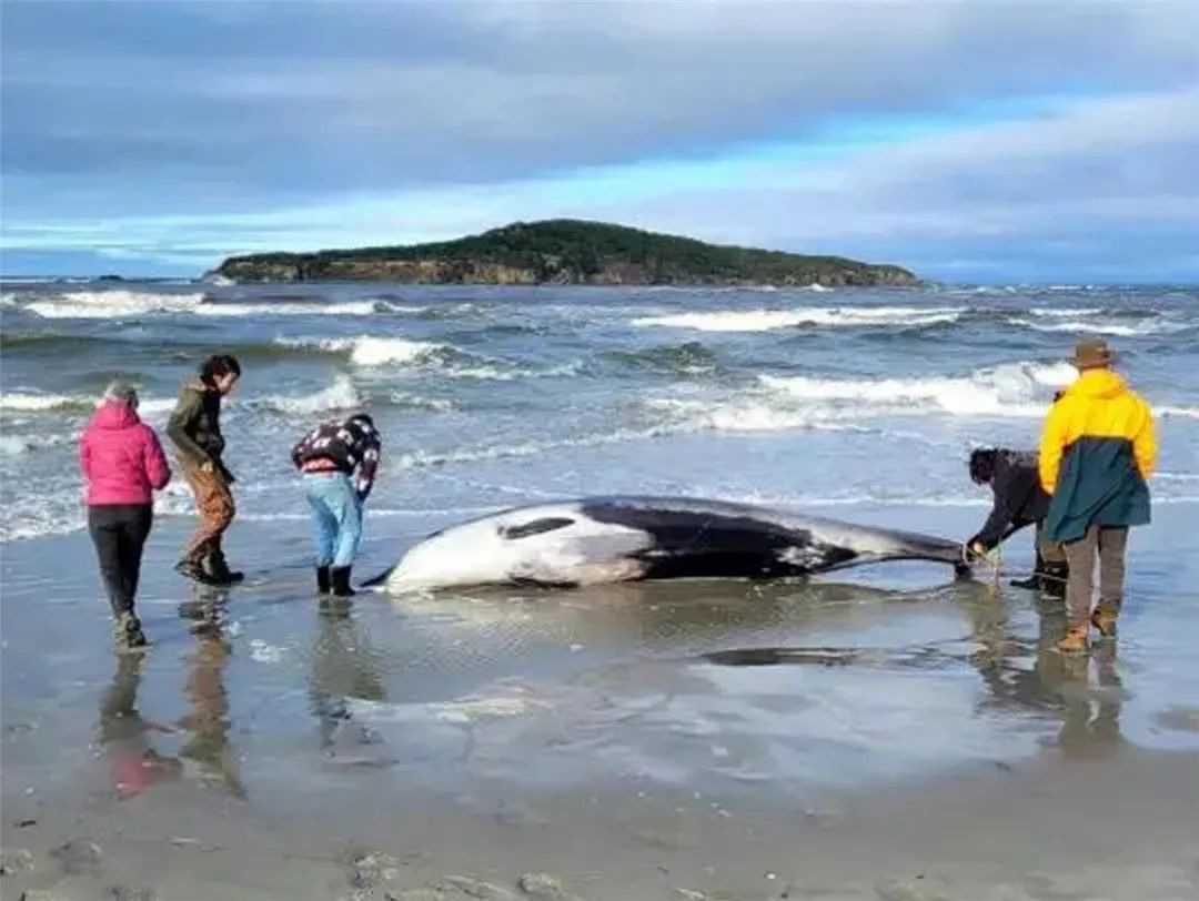 新西兰发现铲齿中喙鲸,长达5米,全世界只出现过6条