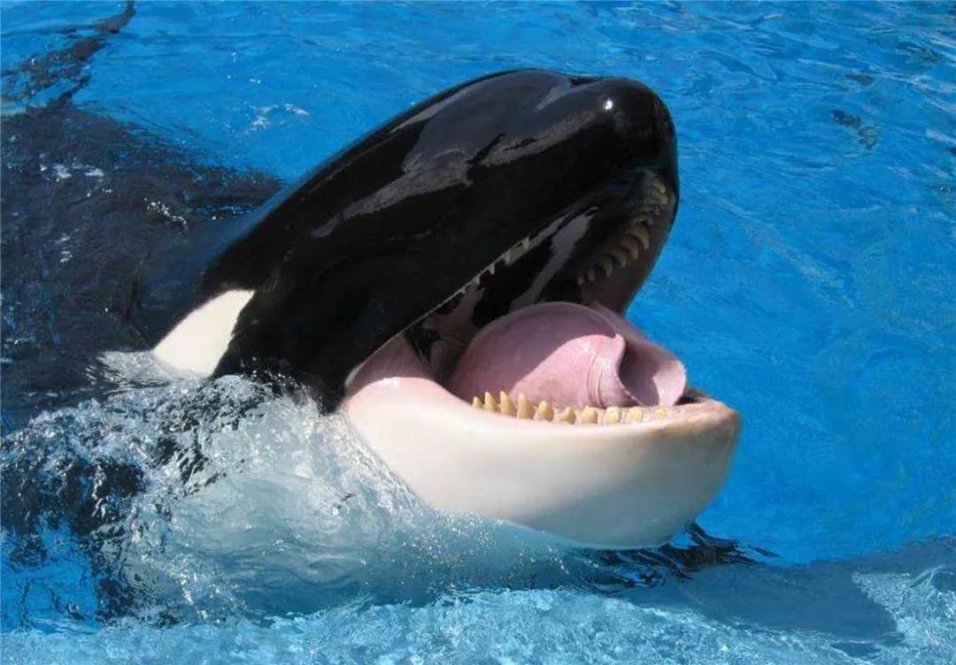 新西兰发现铲齿中喙鲸,长达5米,全世界只出现过6条