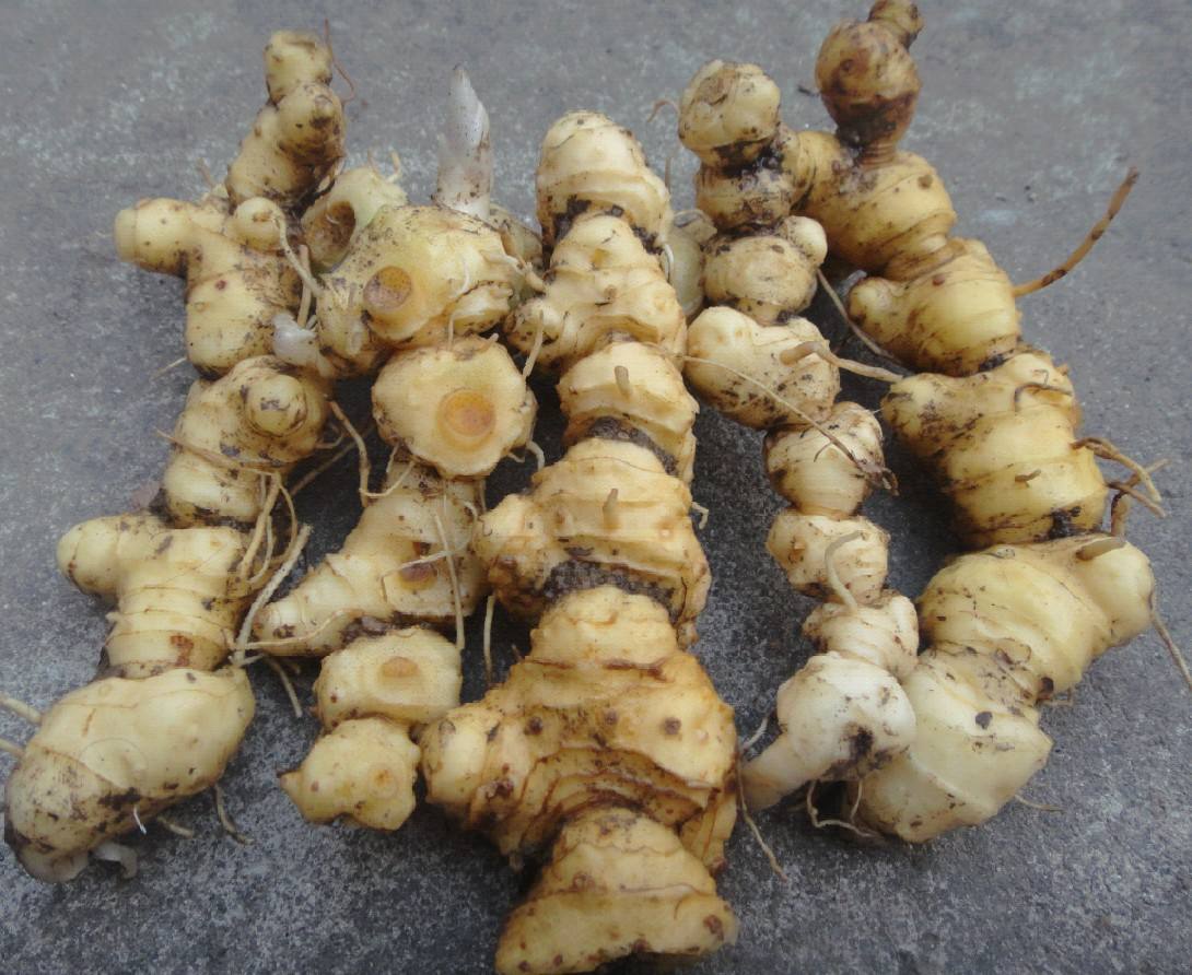 野生黄精是个宝,是男人都喜欢,药店卖2000元一斤,它有哪些价值