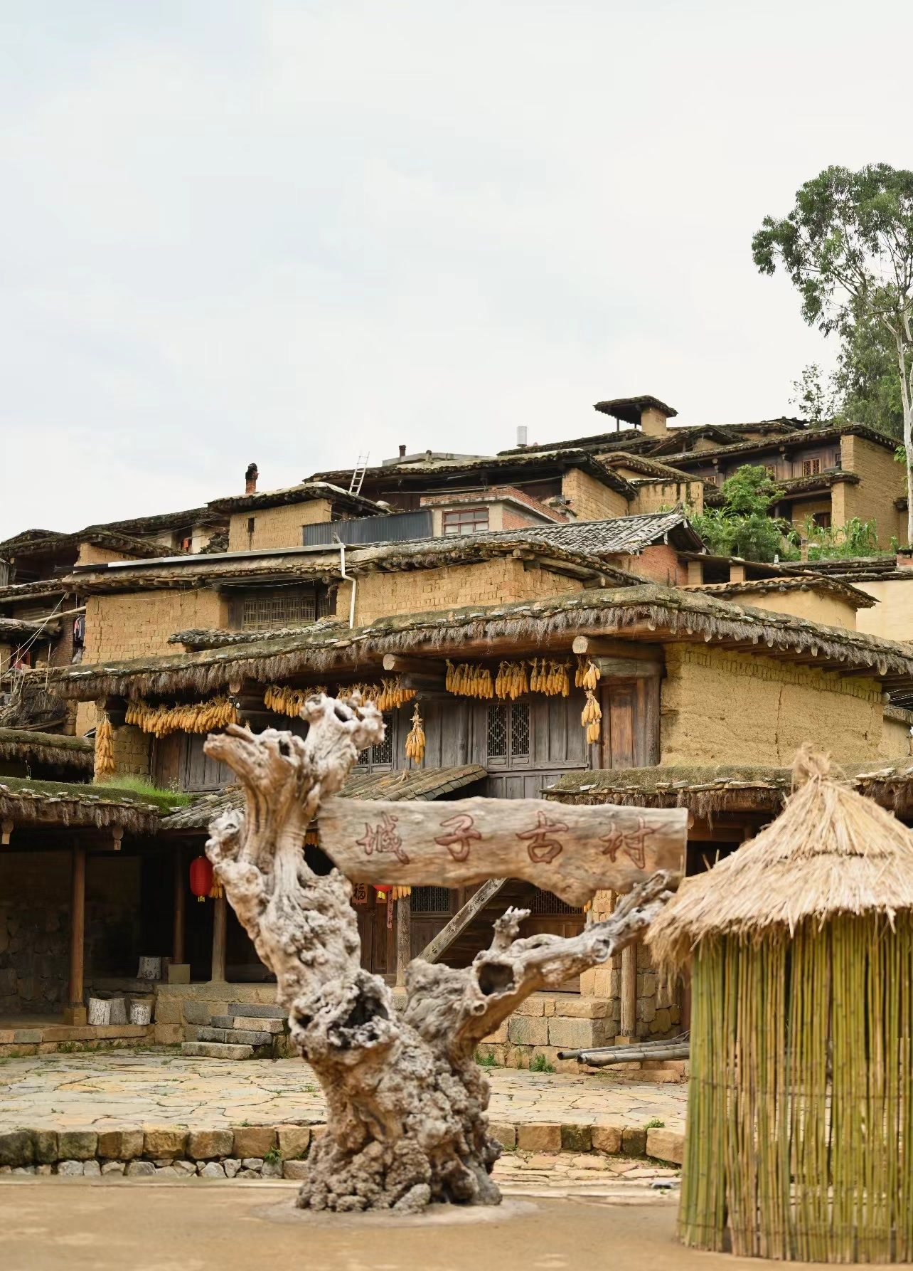 云南泸西的城子古村,在二百多米高的飞凤坡上坐落着错落有致的土掌房