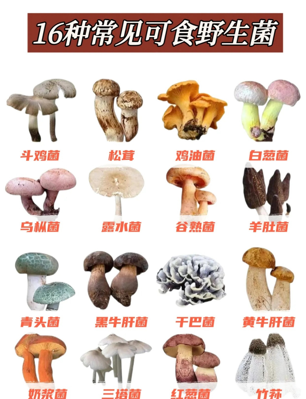 野生菌种类带图片大全图片