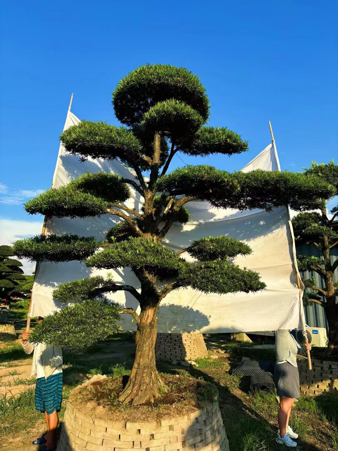 精品庭院景观罗汉松