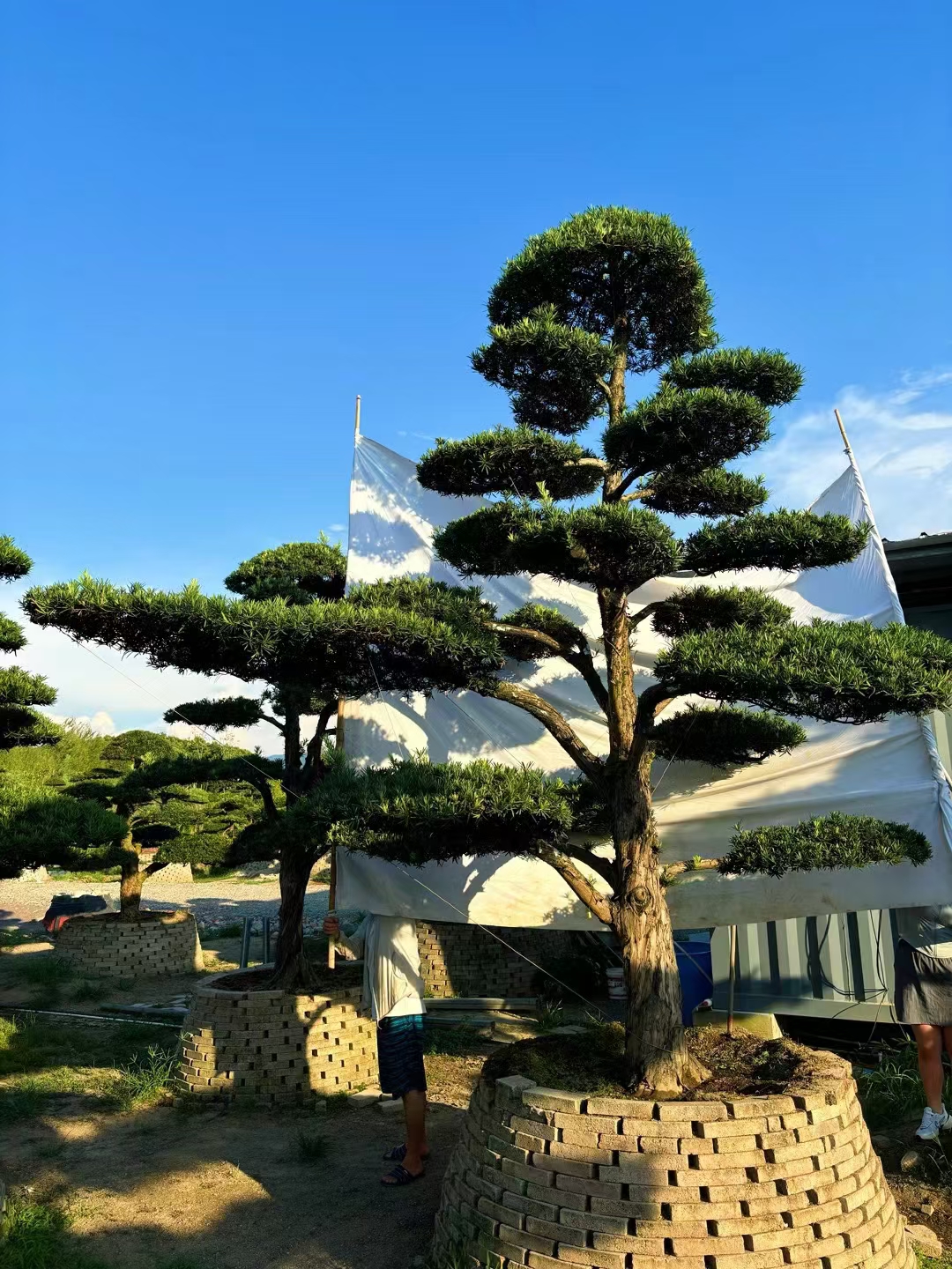 精品庭院景观罗汉松