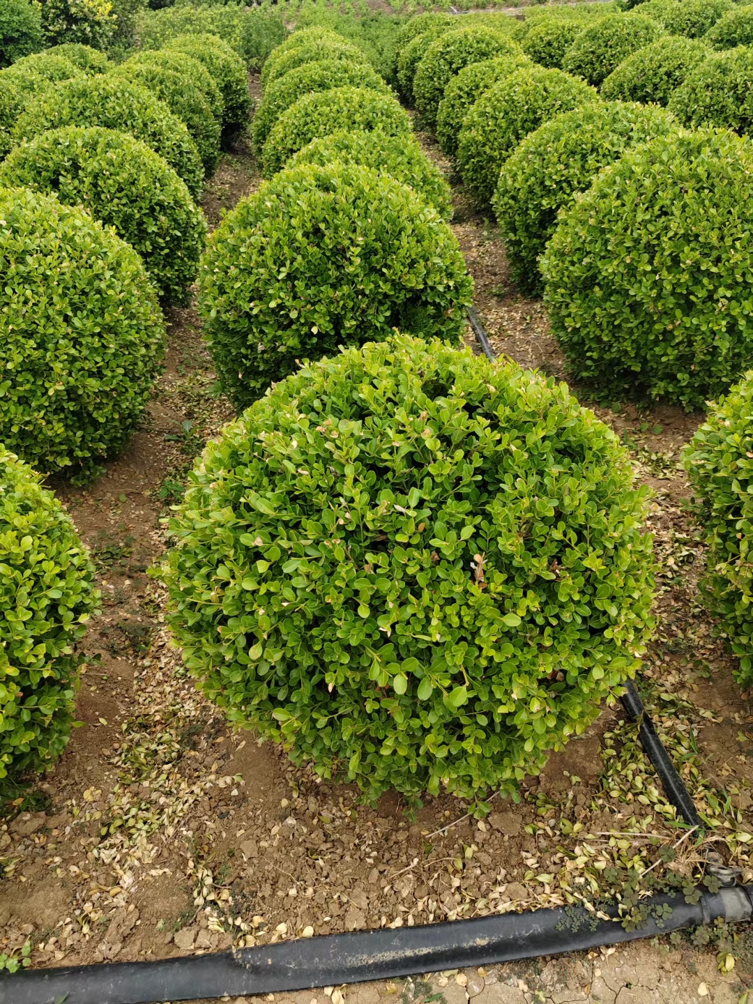 小叶黄杨球的基本特征:别名.瓜子黄杨及豆瓣黄杨