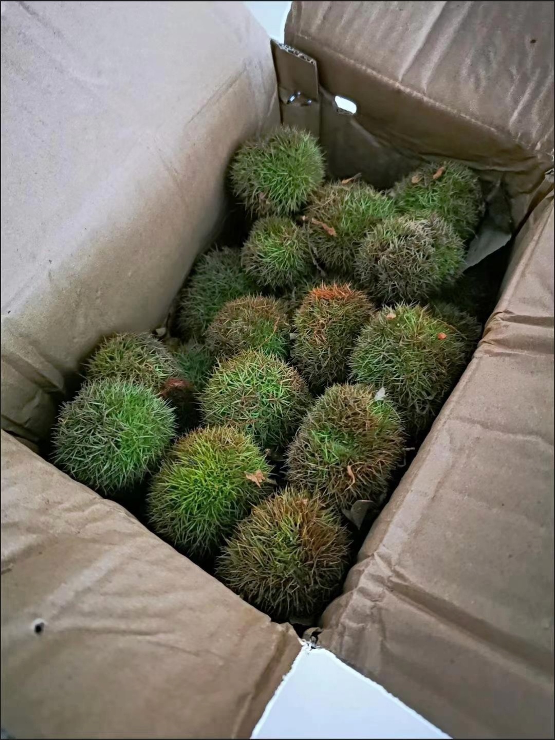 第一次见到完整的板栗果,但是这个毛毛还是绿色的,里面的板栗壳也都是