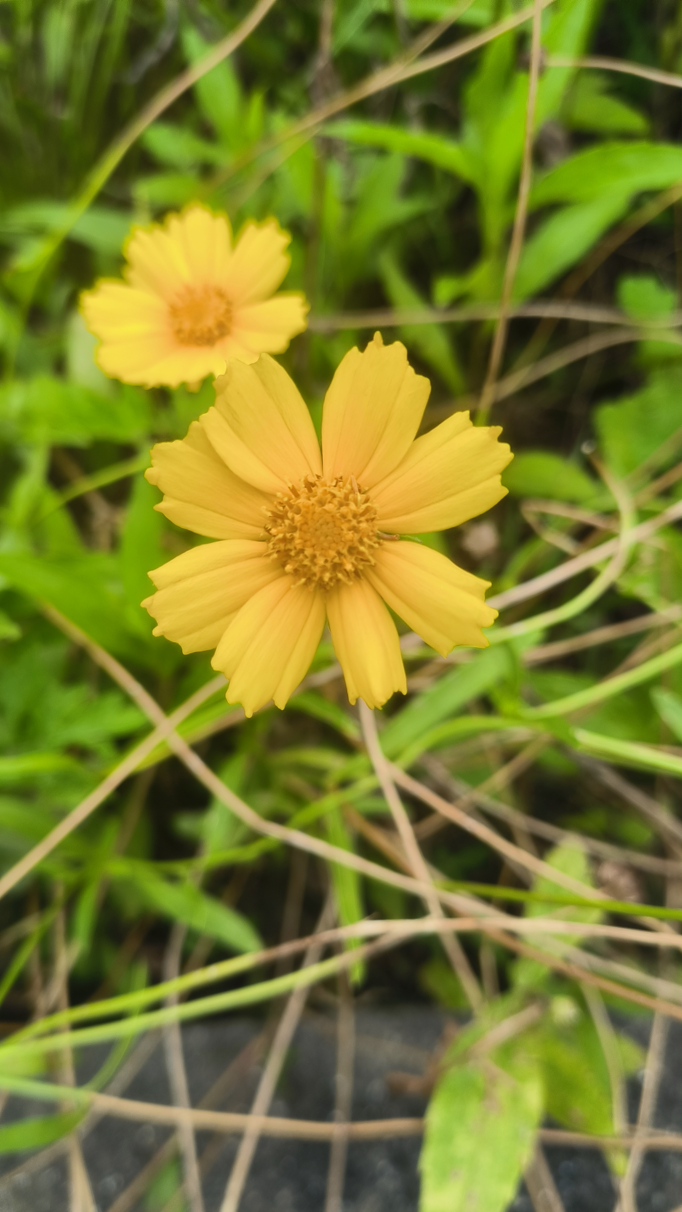 在一片杂草间像个小精灵,我喜欢这样的偶遇,喜欢 夏天盛开的小花黄色