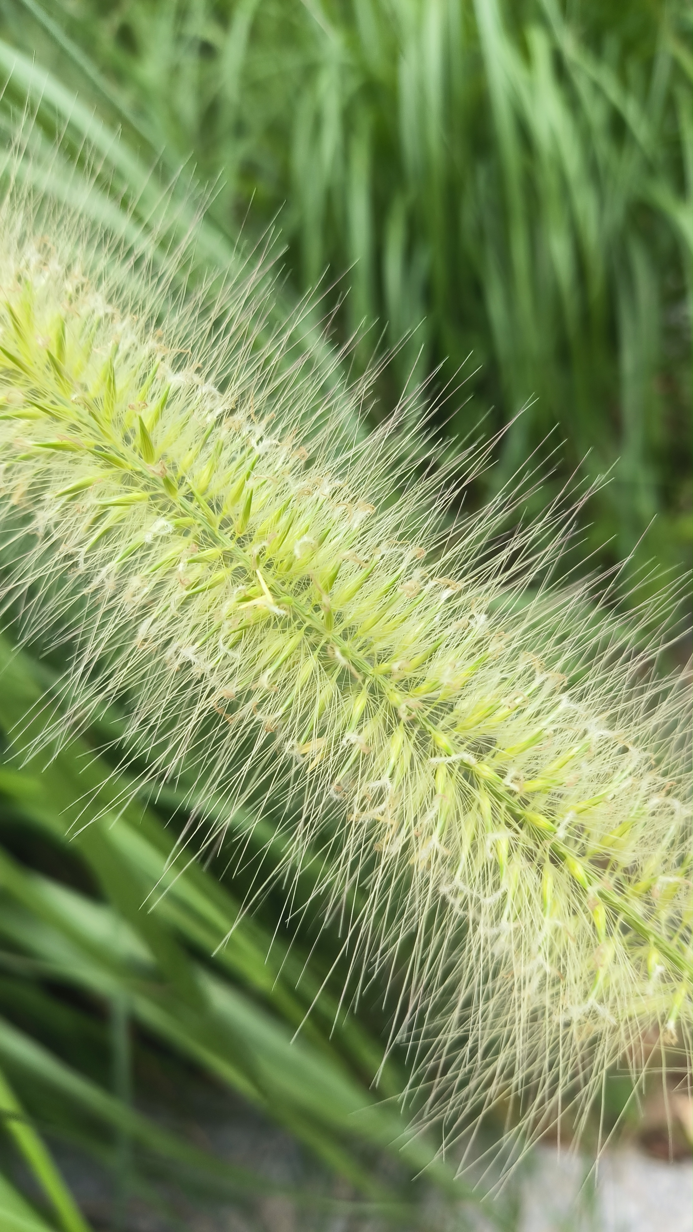 毛绒绒的狗尾巴草,在盛夏也开了花. 花儿很小,簇成一条,像是狗尾巴