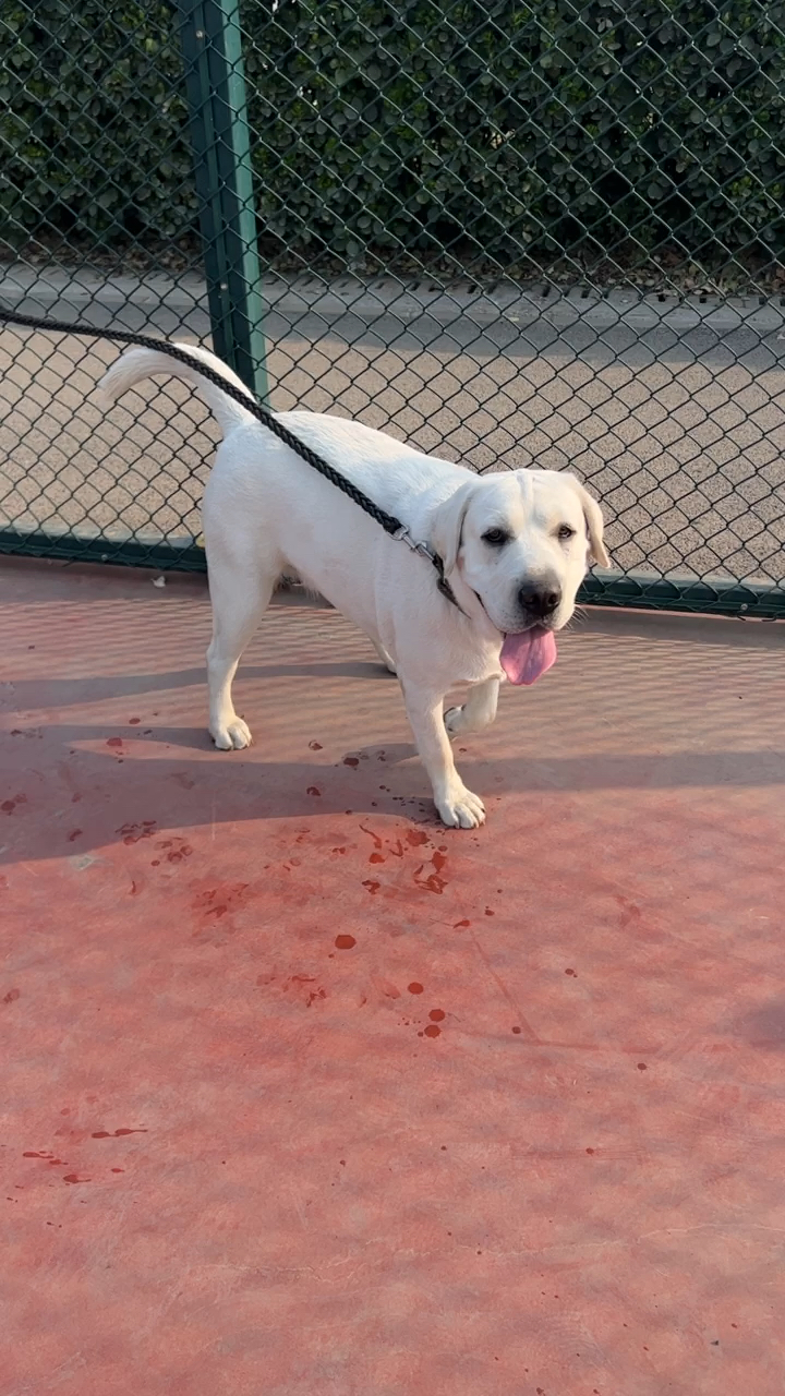 拉布拉多可爱大白狗