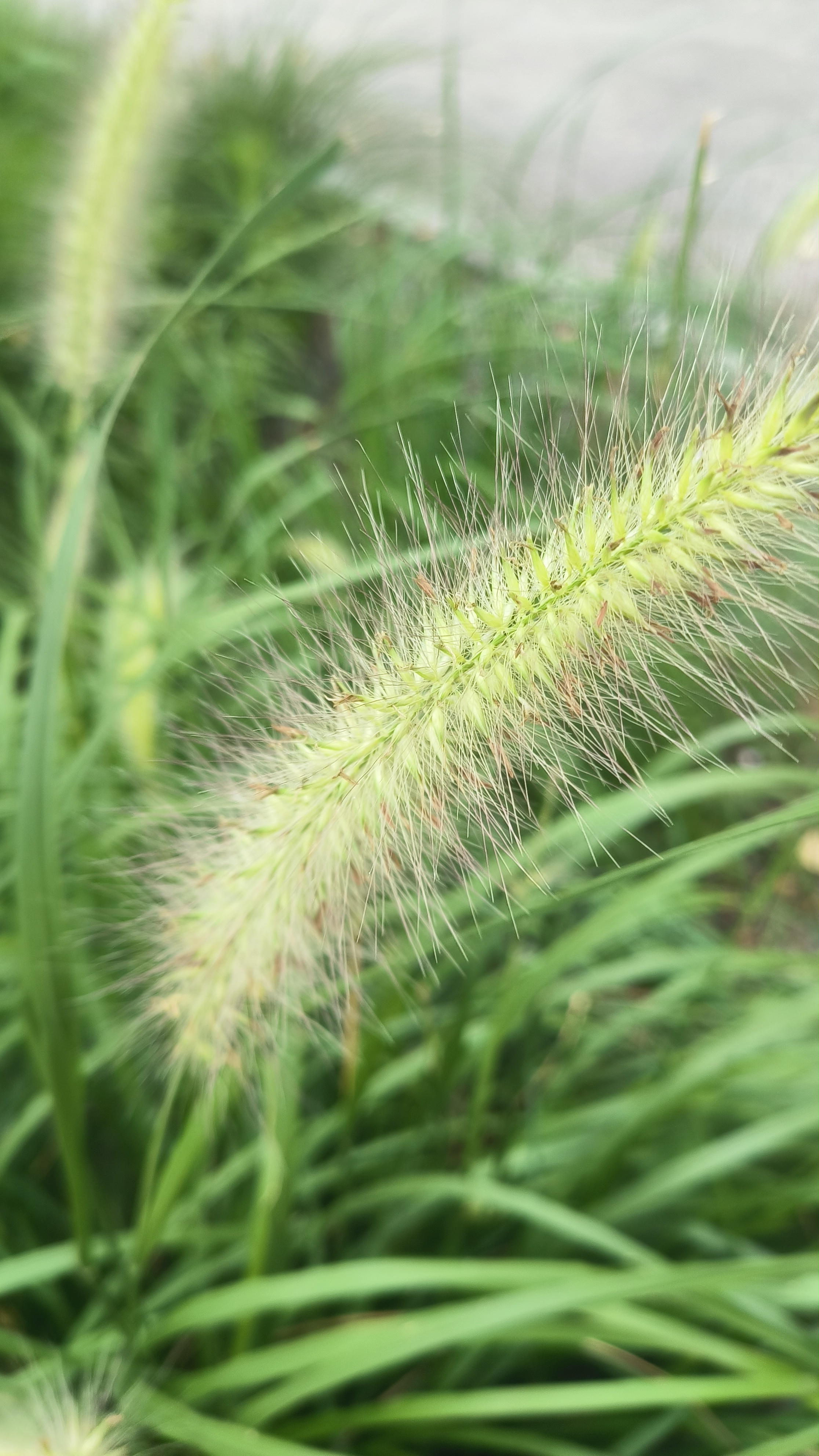 毛绒绒的狗尾巴草,在盛夏也开了花. 花儿很小,簇成一条,像是狗尾巴