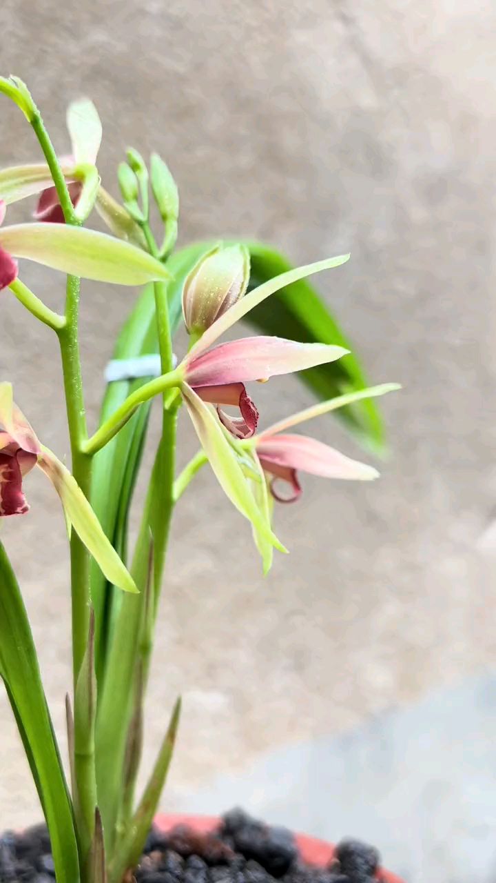 贵妃醉酒兰花叶子特征图片