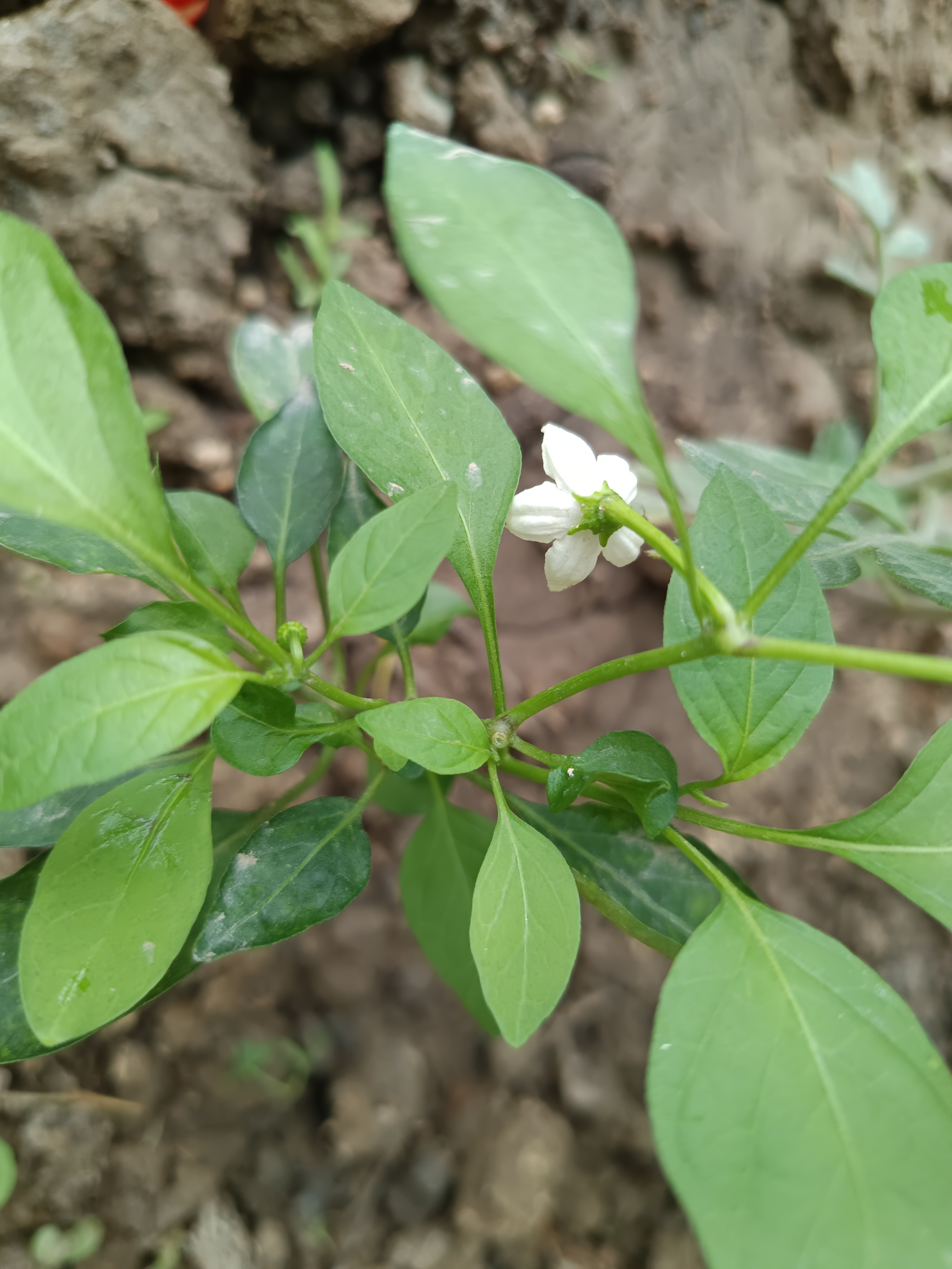 这是怎么了?辣椒开花了,但不久花自己落了