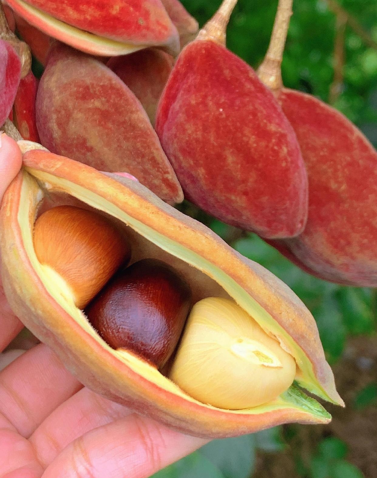 这个果子可以吃吗?吃了会不会有事?#热点引擎计划