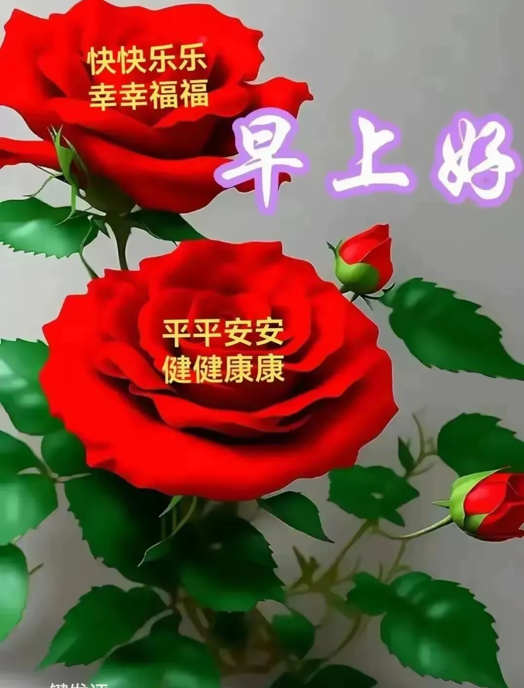 早上好的莲花图片大全图片