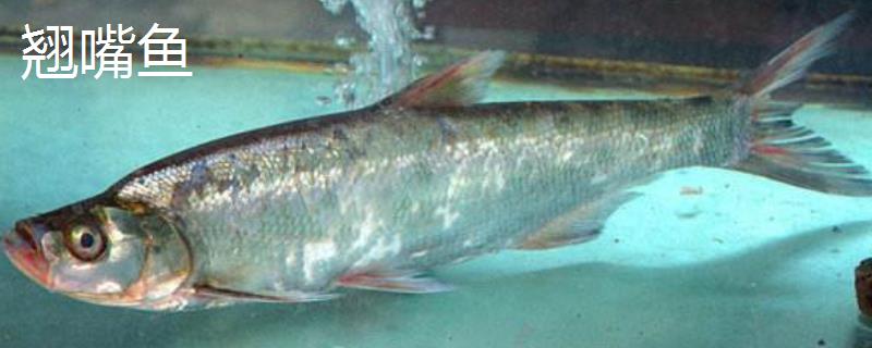 翘嘴鱼和白条鱼的区别,翘嘴鱼和白条鱼以什么为食