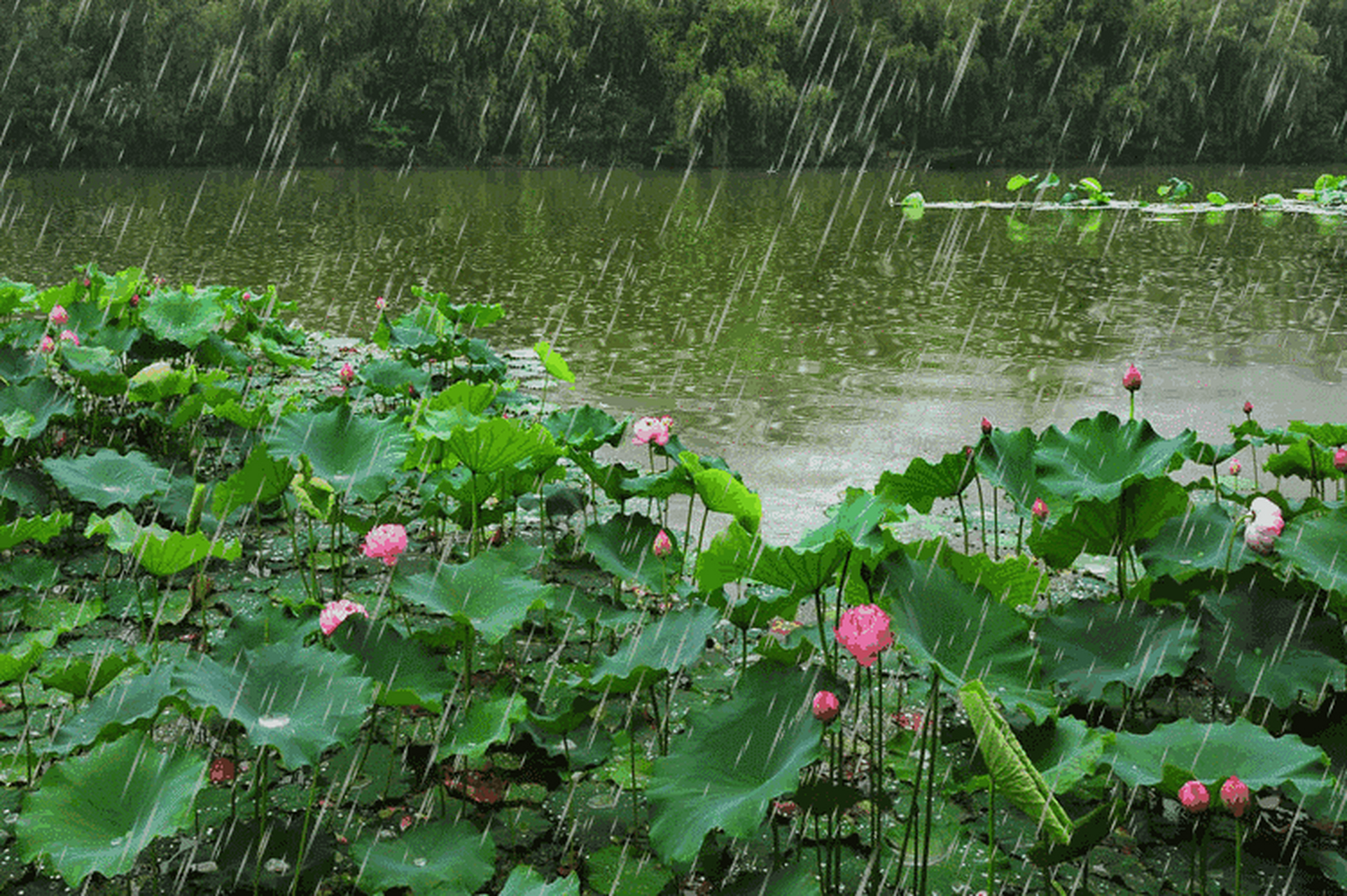 随笔 夏日的细雨