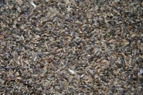 滇龙胆草种子的价格,有些地区每斤可达150元