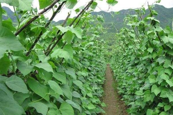 白芸豆植株图片图片