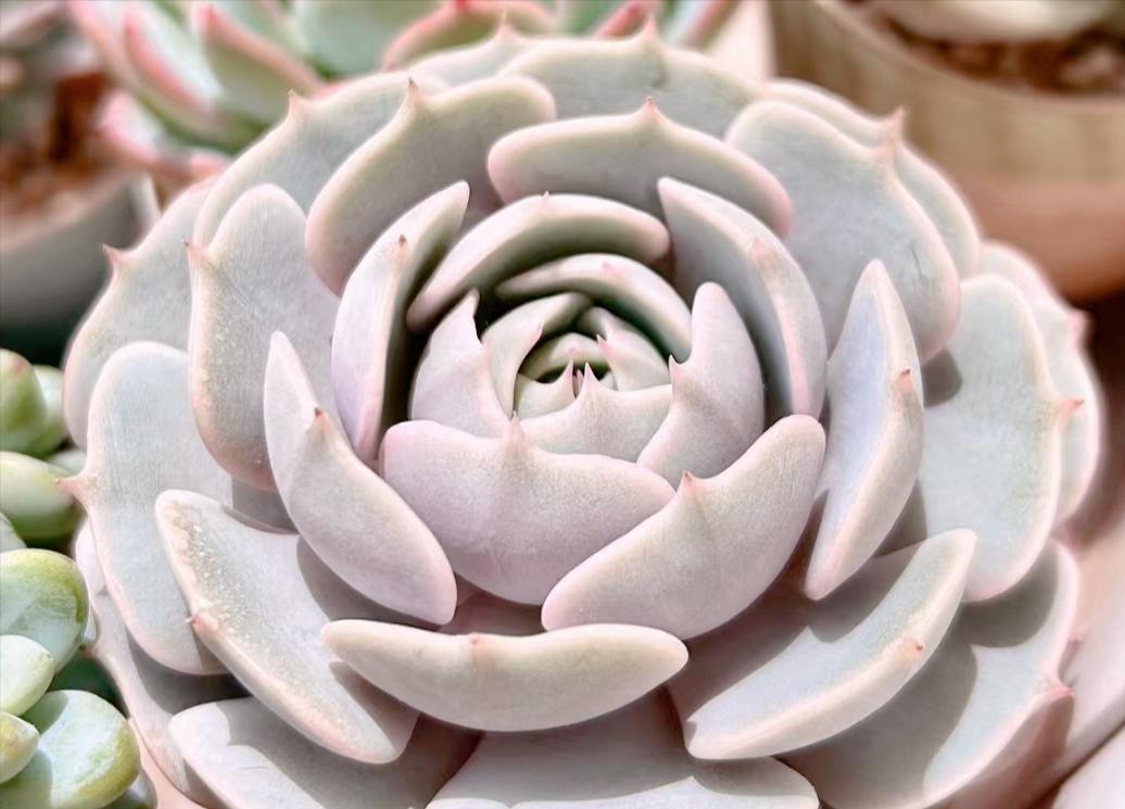 多肉芬达露娜,看起来它是"芬达"加了后缀,但其实却另有来头!