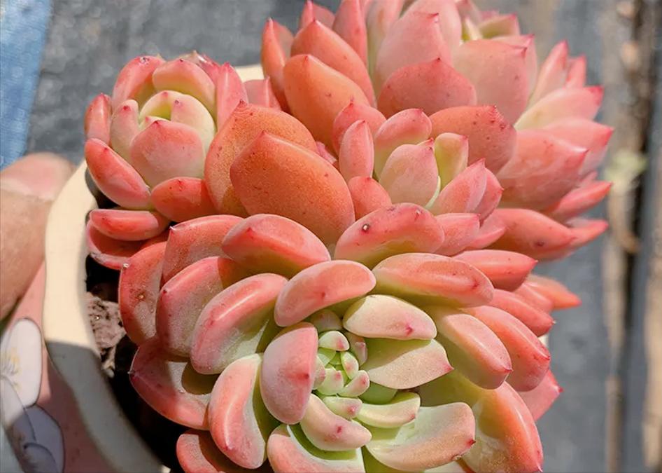 多肉芬达露娜,看起来它是"芬达"加了后缀,但其实却另有来头!