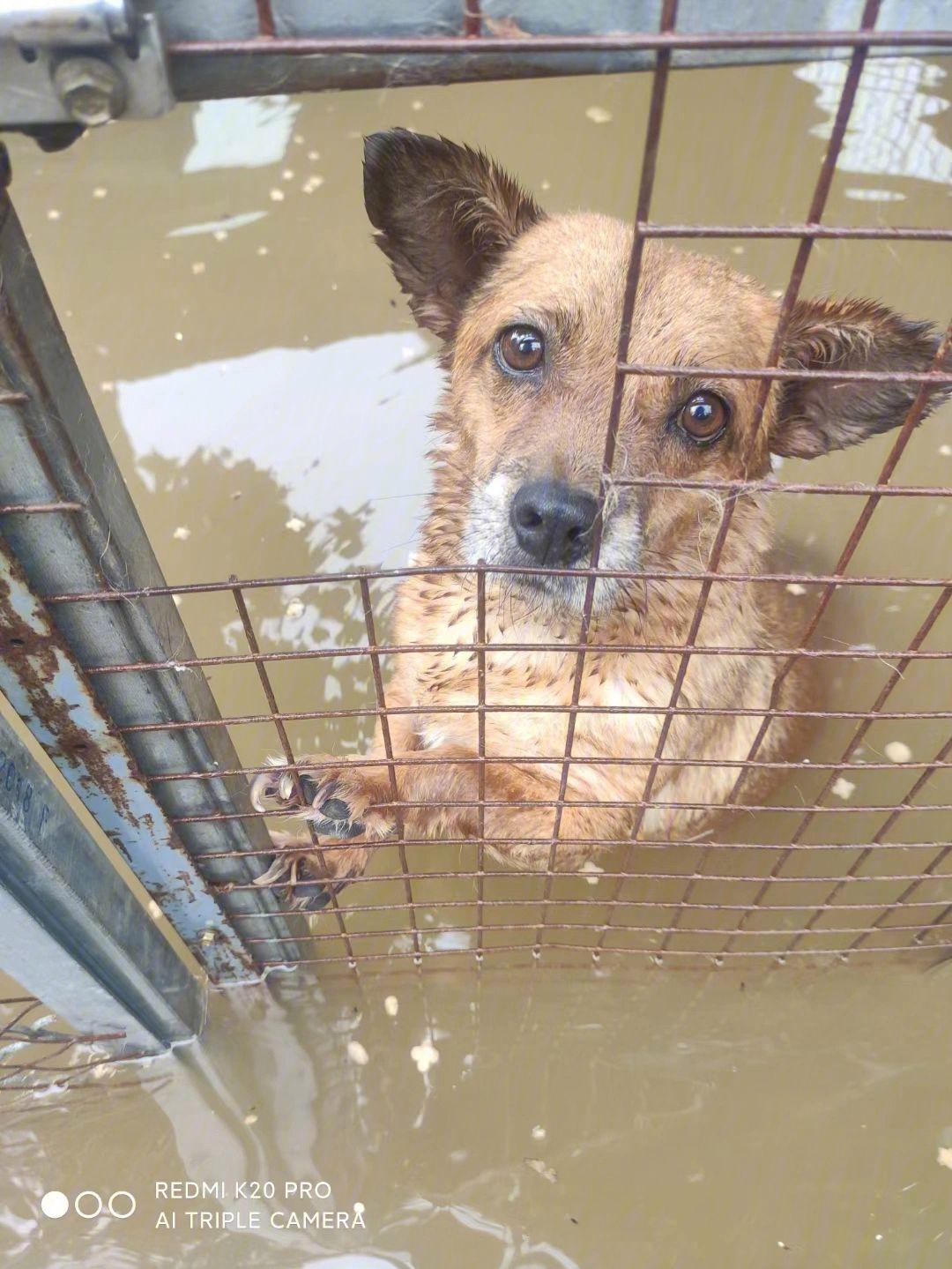 泪目!河南居民养殖场遭遇洪水,狗狗奋不顾身救援,万物皆有灵性