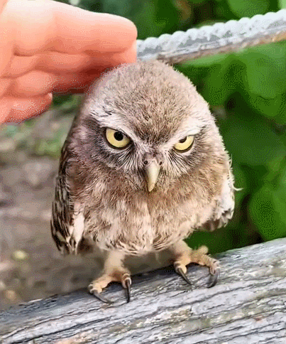 动物成语,萌趣来袭!解锁"忍气吞声小鸟"表情gif动图