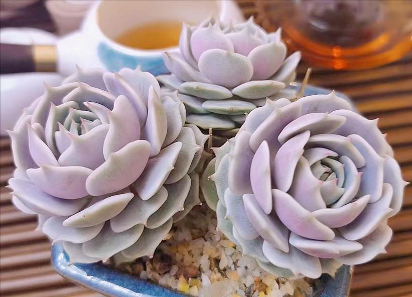 多肉芬达露娜,看起来它是"芬达"加了后缀,但其实却另有来头!