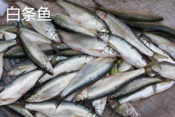 翘嘴鱼和白条鱼的区别,翘嘴鱼和白条鱼以什么为食