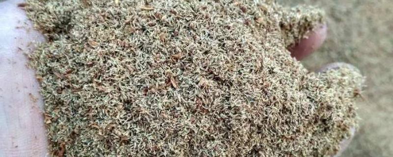 滇龙胆草种子的价格,有些地区每斤可达150元