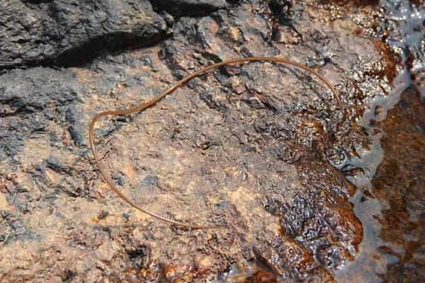 铁线虫怎么杀死,铁线虫会寄生在人体吗