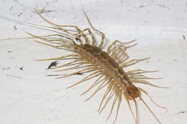 蚰蜒咬人有毒吗?怎么消灭蚰蜒