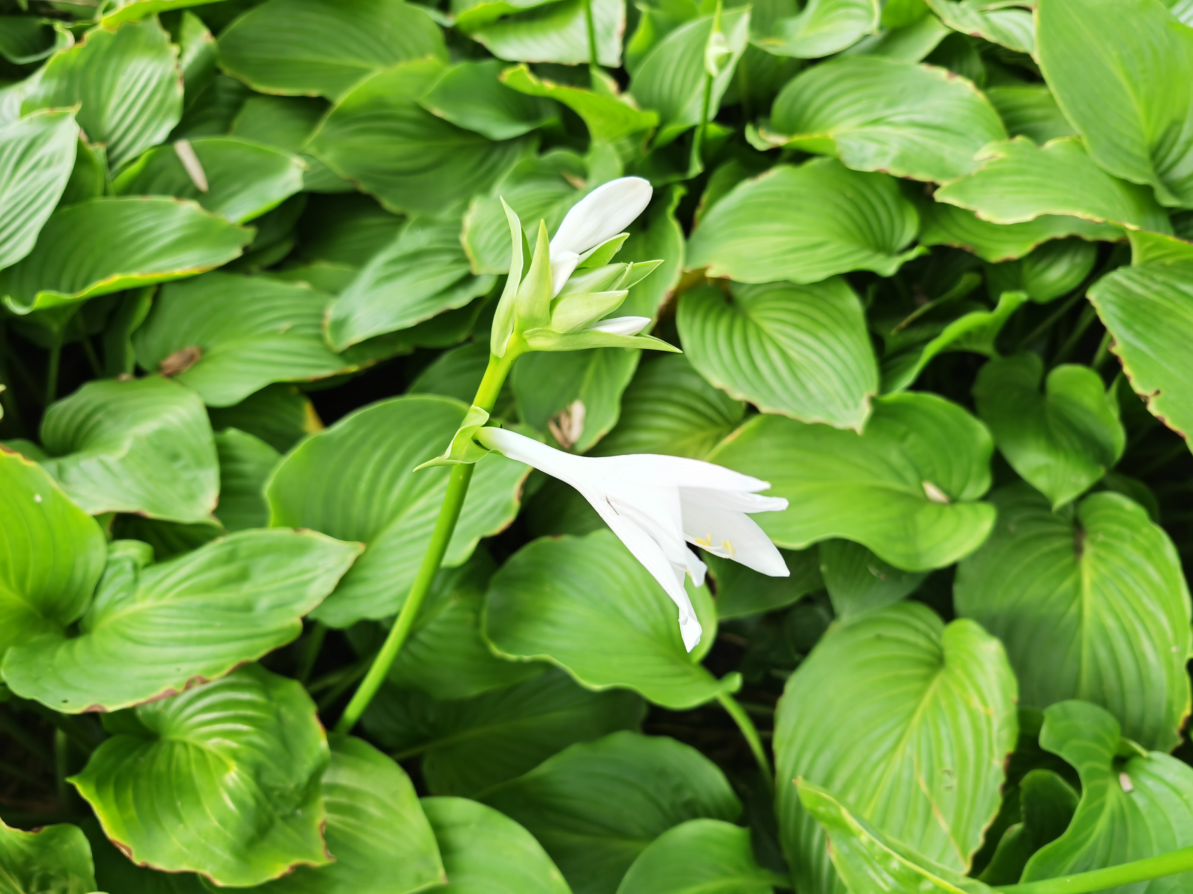 待到白色花儿铺满地,淡淡的清香流芳.#动态连更挑战