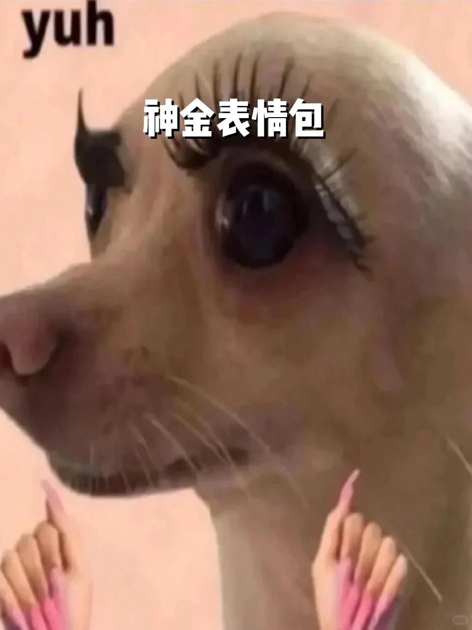 神金表情包