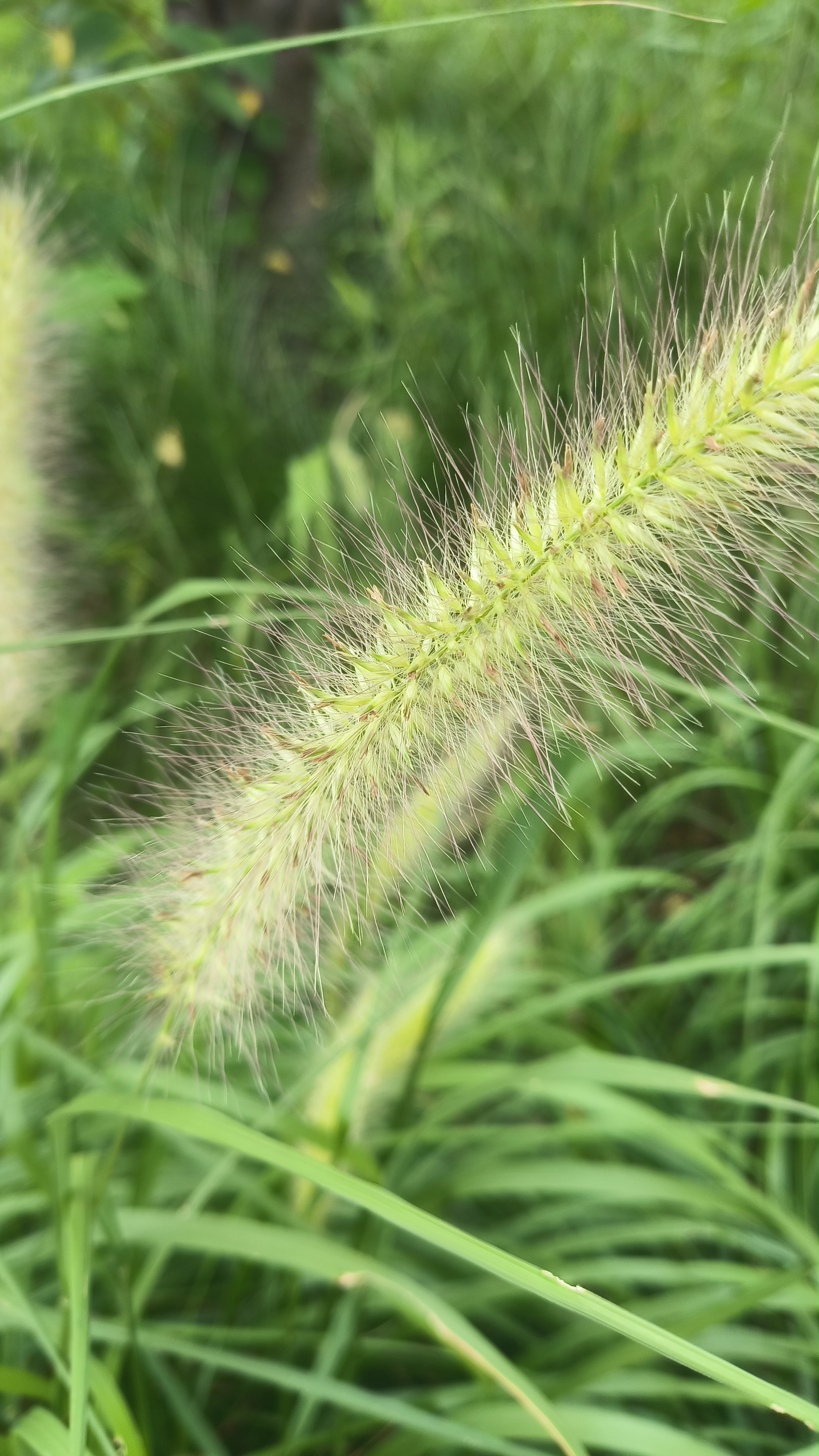 毛绒绒的狗尾巴草,在盛夏也开了花. 花儿很小,簇成一条,像是狗尾巴
