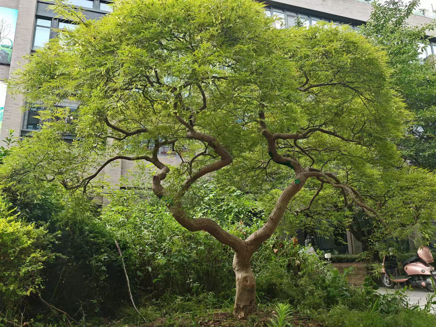 精品庭院景观植物羽毛枫