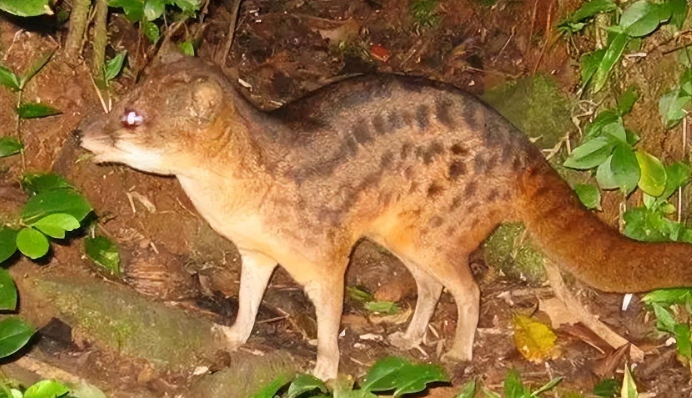 交配时间最长的动物,一次持续8小时的马岛缟狸,为何如此疯狂?