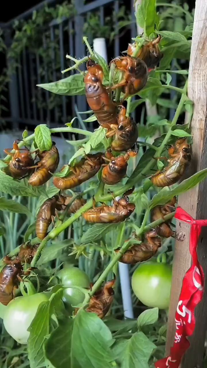 知了幼虫种植图片