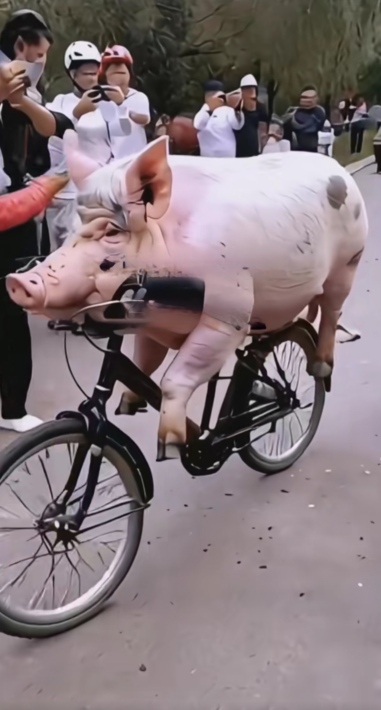 在三门峡大街上看到的奇迹,大肥猪骑自行车上街了.