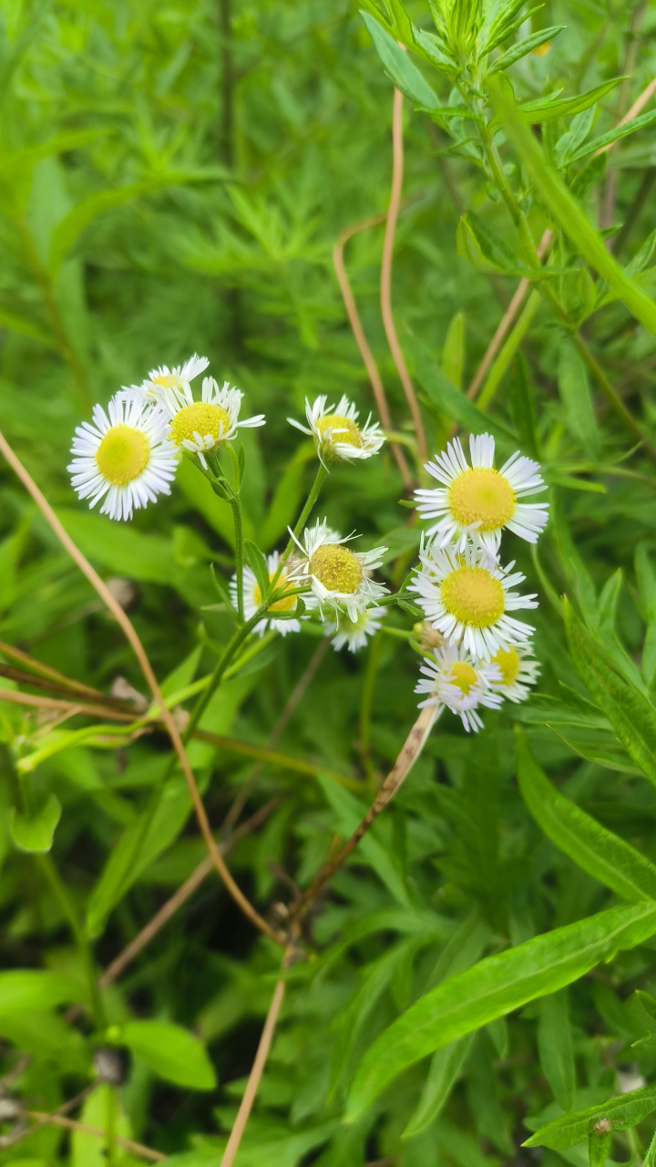 小蓬草开花图片图片