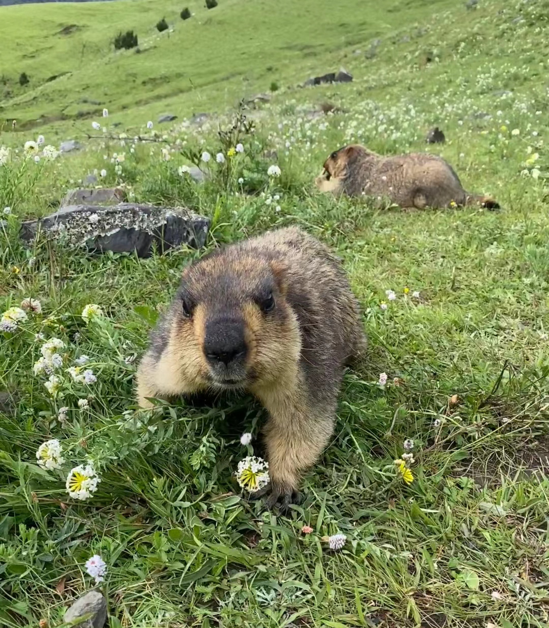 土拨鼠为什么喜欢站立起来,为什么喜欢啊啊啊?