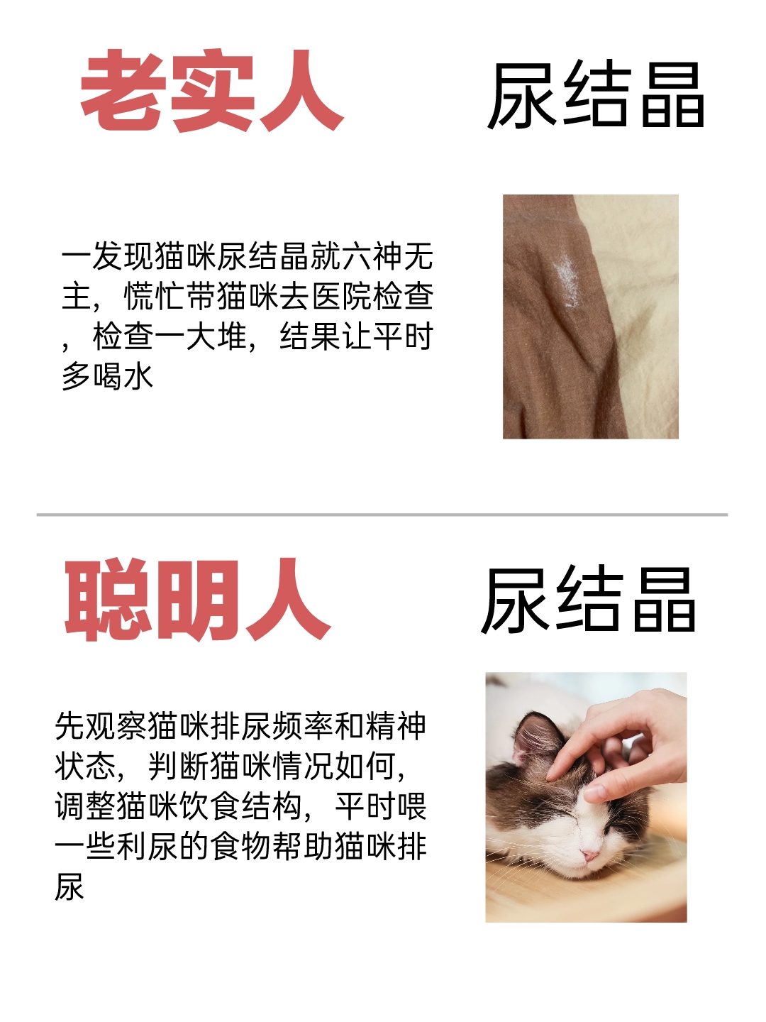 猫咪尿结晶,这样做能解决问题!